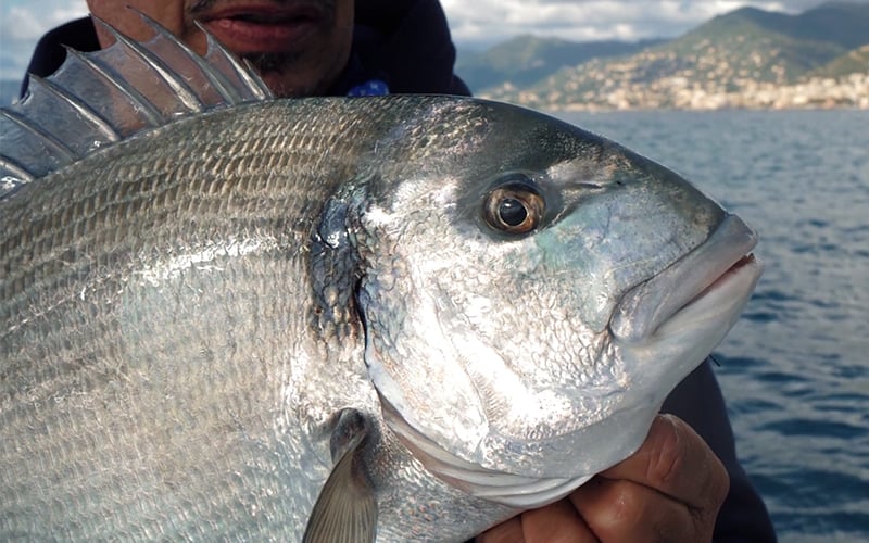 pêche à la dorade