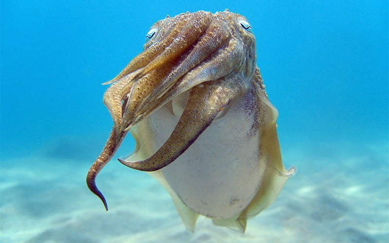 pêche à la seiche